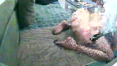 Doggystyle online show from January 9, 7:08 pm