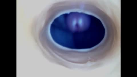 Snapshot of paulainoscente chatting on January 21, 3:28 pm Paula 18 Aninhos online show from January 21, 3:28 pm