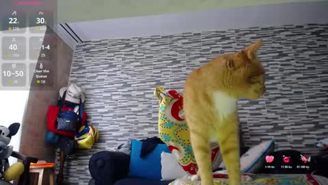 Violeta Gmez online show from February 15, 3:22 pm